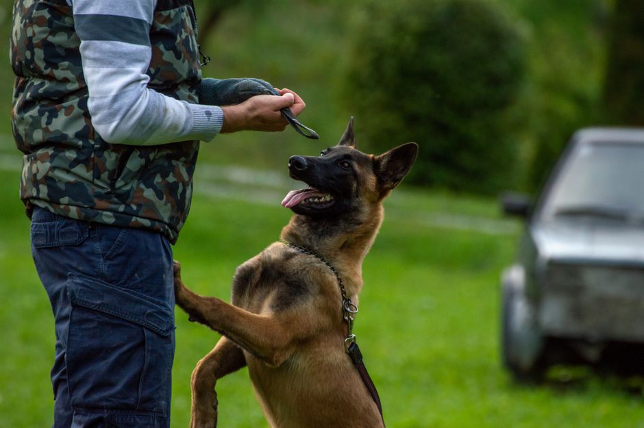 A happy dog being trained with a durable dog training lead in a park setting.